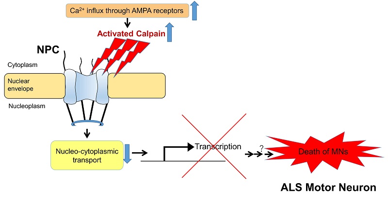 ©  2017 Takenari Yamashita.孤発性ALSのモデルマウスの脊髄運動ニューロンでは、活性化されたカルパインが核膜孔複合体（NPC）を構成するヌクレオポリンタンパク質を切断し、核と細胞質の輸送を障害する。その障害によりニューロンの遺伝子の発現が抑えられ、生理機能が妨げられ、ニューロンが細胞死に陥ることが示唆された。