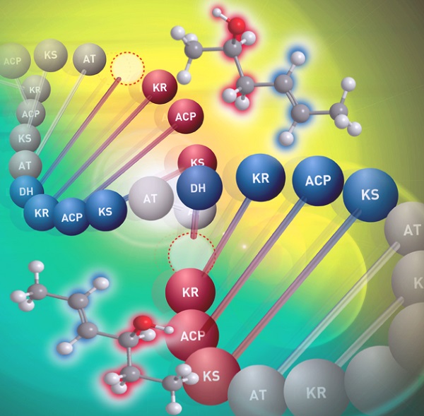 Recombination of modules in enzyme assembly line diversifies production of natural compounds © 2017 Ikuro Abe.The structural diversity of polyketides is produced by concerted recombination of a given set of genes.