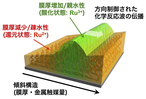 傾斜構造を導入し、自励振動高分子によって修飾された界面の概念図 © 2017 Ryo Yoshida.図中の赤色の領域がBZ反応を促す、金属触媒Ru(bpy)3の還元状態 (水となじみにくい疎水性/膜の厚さが減少)、緑色の領域がRu(bpy)3の酸化状態 (水となじみやすい親水性/膜の厚さが増加) に対応する。化学反応が表面上を伝わっていくのに伴い、物性や形態が変化した領域が界面を移動する。 今回の傾斜構造を導入した界面では、傾斜方向に沿った運動が観察された。