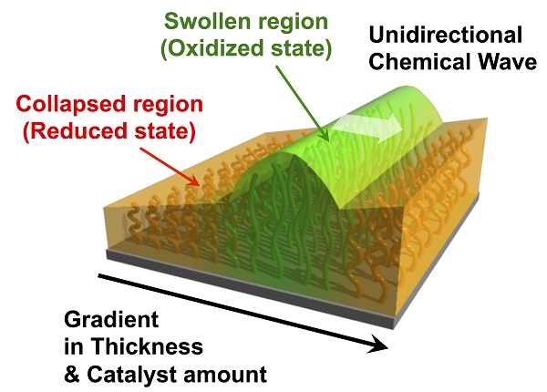 Conceptual rendering of interface grafted with self-oscillating polymer incorporating gradient structure © 2017 Ryo Yoshida.The red region represents the metal catalyst Ru(bpy)3 in a reduced state, repelling water (hydrophobic/reduced membrane thickness), which enhances the BZ reaction, while the green region shows the oxidized state, mixing well with water (hydrophilic/increased membrane thickness). Regions in the interface undergo changes in their physical properties, structure, and form as the chemical reaction travels along the surface. In the current study, researchers observed unidirectional motion along the interface with the gradient structure.