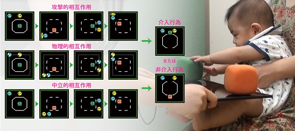 実験の様子 © 2017 Kazuo Hiraki.第三者が介入する・介入しない攻撃相互作用のアニメーションを見せた後に、乳児にそのアニメーションに登場する色や形が対応した2つの実物の立方体を示し、どちらに手を伸ばして触るのかを測ります。