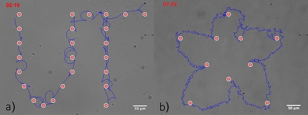 Results of remotely controlled particle movement © 2017 The University of Tokyo.Scientists created the letters "UT" (left) and a cherry blossom (right) by using a feedback-control program to maneuver particles to a set of target locations, depicted as concentric red and white circles, popping up one after another. The trajectory of the particle is shown in blue.
