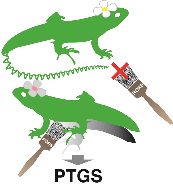 © 2017 Kyungmin Baeg, Hiro-oki Iwakawa, Yukihide Tomari.At top, the 3´ poly(A) tail functions as a marker for a normal messenger RNA (lizard) to foil attack by RDR6 (paintbrush) and avoid elimination by PTGS; in contrast, RDR6 converts the aberrant poly(A) tail-less RNA, at bottom, into its double-stranded form, calling on PTGS to destroy it.