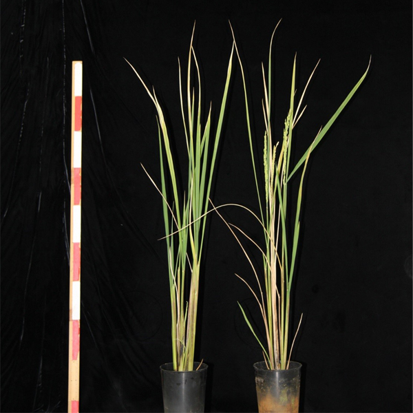 農薬によって開花が誘導される新しいイネの系統 © 2017 井澤 毅この新しいイネ系統は、市販の農薬として知られているオリゼメートやルーチン(イネいもち病菌予防のための農薬、抵抗性誘導剤)の散布に反応して開花します。農薬を撒いていないイネ(左)は開花しませんが、農薬を撒くと35日後に開花しました(右)。