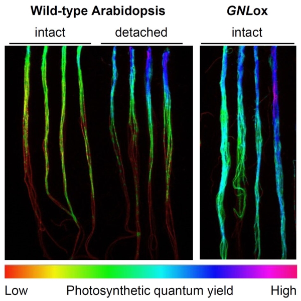 Visualization of photosynthetic activity in Arabidopsis roots © 2017 Koichi Kobayashi.These images of photosynthetic activity were produced using a chlorophyll fluorescence imager. Researchers grew Arabidopsis root samples for seven days, with those marked "intact" belonging to plants with their shoots unimpaired, while the ones marked "detached" are missing shoots. In normal (wild-type) Arabidopsis, photosynthetic activity increased in roots of plants that had their shoots removed, as shown by increased blue-to-purple regions in the image. Furthermore, roots of plants artificially induced to overexpress GNL (GNLox) showed increased photosynthetic activity, even with the shoots intact.
