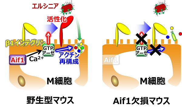© 2017 Shintaro Sato.正常なマウス（野生型マウス）のM細胞では、Aif1が発現しており、Aif1はカルシウムイオン依存的にRacに代表される酵素（GTPアーゼ）を活性化する。活性化されたGTPアーゼはアクチン再構成を引き起こし、腸内の内側に向いている細胞膜の形を変化させて抗原を取り込む。またGTPアーゼは、食中毒の原因菌の一種であるエルシニアを認識する受容体（β1インテグリン）を活性化させ、エルシニアの効率的な取り込みを可能にしている。Aif1を欠いたマウスではGTPアーゼが活性化できないために、抗原や病原菌などの取り込み、侵入が起こりにくくなっている。