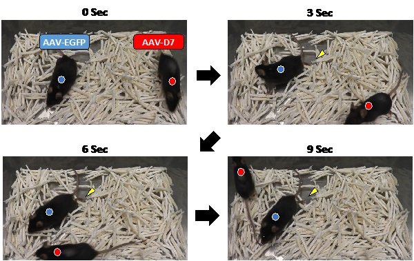 Improved motor activity of ALS mouse © 2017 Sadanori Miyoshi and Yuji Yamanashi.Therapeutic administration of a virus vector for DOK7 expression, AAV-D7, improved the locomotion of an ALS mouse (red circle). By contrast, a mouse treated with a control vector, AAV-EGFP (blue circle), exhibited impaired mobility by dragging its hind limbs (yellow arrow heads), a sign of paralysis. The photos indicate positions of the mice at three-second intervals at 150 days after birth. Both mice developed the disease when they were 115 days old.