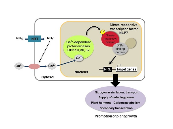 Nitrate as nutrient signal promotes plant growth through transcriptional regulation © 2017 Shuichi Yanagisawa.The rise in the concentration of calcium ions in plant cells that accompanies nitrate uptake activates calcium-dependent enzymes that phosphorylate NLP transcription factors. The phosphorylated NLPs become active and induce the expression of various genes to promote growth in plants.