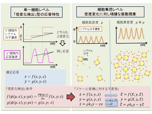 粘菌細胞の細胞間シグナリングのイメージ図 © 2017 神野圭太、澤井哲細胞は細胞外にシグナル分子を分泌し、細胞間コミュニケーションを行うが、情報伝達を媒介するシグナル分子の濃度は細胞密度などの環境要因に強く依存してしまう。粘菌細胞は刺激強度の変化の比に対して応答する。この特性によって細胞密度に依存せずに細胞間コミュニケーションが確立する。
