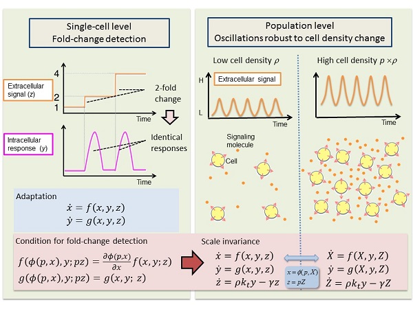Schematic illustration of cell-cell communication of social amoeba © 2017 Keita Kamino, Satoshi Sawai.Cells secrete signaling molecules and communicate with neighboring cells, yet the concentration of the signaling molecule, which transmits information, invariably depends on environmental factors such as cell density. Social amoebas detect the ratio of change in the concentration of signaling molecules, which leads to the robustness of cellular communications toward fluctuations in the environment.