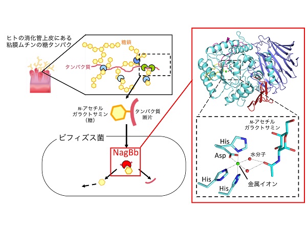 © 2017 Shinya Fushinobu.（左）ビフィズス菌は種々の酵素を放出して糖鎖やタンパク質を分解した後、菌体内に取り込む。その断片はNagBbにより糖とタンパク質に分解される。（右）活性部位では、基質の糖（N-アセチルガラクトサミン）の認識に金属イオン（緑の球）が関わっている。
