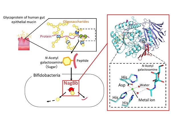 Utilization of mucin by bifidobacteria; overall structure, active site architecture of NagBb enzyme © 2017 Shinya Fushinobu. At left, bifidobacteria secrete several enzymes to break down sugar molecules and proteins for absorption into the cell. The α-N-acetylgalactosaminidase (NagBb) enzyme breaks down imported fragments into sugars and proteins; at right, the metal ion (green sphere) in the active site is involved in the recognition of the sugar substrate N-acetylgalactosamine.