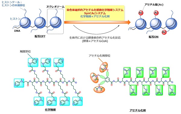 ©  2017 Motomu Kanai.生体内では酵素によって促進されるヒストンのアセチル化修飾を、今回開発した人工化学触媒システム（SynCAcシステム）は酵素に依存せずに触媒とアセチル化剤の組み合わせで人工的に行うことができる。また、アセチル化修飾を受けたヒストンは転写が促進される性質があることが知られている。