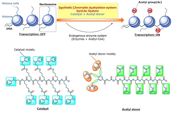 Newly developed chemical catalyst system © 2017 Motomu Kanai.The new artificial catalyst system developed in the study, named the Synthetic Chromatin Acetylation (SynCAc) system, does not rely on enzymes for the critical chemical modification—known as acetylation—of chromatin. Acetylation of histones is known to regulate gene expression in living cells.
