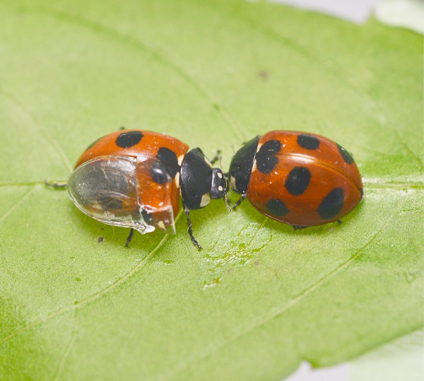 Ladybug with artificial wing © 2017 Kazuya Saito.Researchers transplanted a transparent artificial forewing, or elytron, onto a Coccinella septempunctata seven-spotted ladybug (left) to observe its wing-folding process in detail. The artificial wing is made of ultraviolet light-cured resin and constructed from a silicon impression of the elytron’s undersurface.