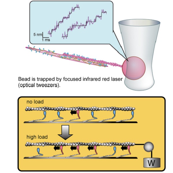 Schematic drawings illustrating force measurement of myosin filament, coordinated force generation among skeletal myosin © 2017 Motoshi Kaya.Forces generated by myosin filament were measured by optical tweezers (top). Approximately 5-nanometer stepwise displacements of actin filament, which occur at approximately 1-millisecond intervals, were measured at the physiologically relevant concentration of ATP for the first time (top). The analysis of these data and the simulation model revealed the molecular mechanism of coordinated force generation, where a larger number of myosin molecules generate force cooperatively by sensing an increase in load (bottom).