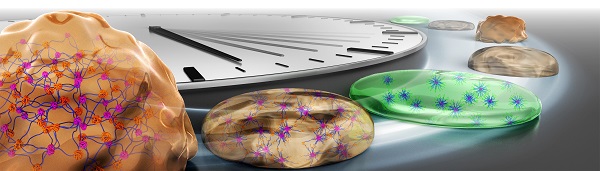ゾル-ゲル振動するアメーバのような新物質のイメージ図 © 2017 Ryo Yoshida.合成した高分子を溶かした溶液中がBZ反応を引き起こすことで、時間軸(奥から手前)に沿ってゾル(緑色、高分子ミセルが分散)になったりゲル(橙色、高分子ミセルが集合、連結してネットワーク化)になったりする挙動を初めて実現した。