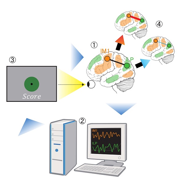 Illustration depicting training method for changing neural connection and cognitive functions © 2017 Ayumu Yamashita.Researchers used a device to monitor fluctuations in brain activity in real time (figure 1), and analyzed similarity in activity fluctuations (temporal correlation) between two brain regions, lM1 and lLP (figure 2). They informed participants of the correlation as a score represented by a green circle and its size (figure 3), and repeated the procedure many times. As a result, the correlation increased or decreased depending on the experimental setting (figure 4).