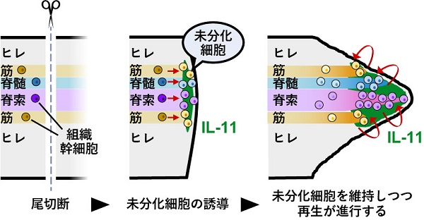 インターロイキン11はオタマジャクシ尾再生において未分化細胞の誘導・維持に働く © 2017 辻岡洋尾の切断によりインターロイキン11という因子の発現が始まり、これが各組織の未分化細胞を誘導します。こうして誘導された未分化細胞は「再生芽」と呼ばれる増殖細胞集団を形成し、再生芽細胞の一部は分化しながら各組織を再形成する一方で、再生期間中発現が持続するインターロイキン11により先端側の再生芽細胞はその未分化性を保ちながら増殖し、この二つが協調することで尾再生が進行していき、機能的な尾が再生されます。