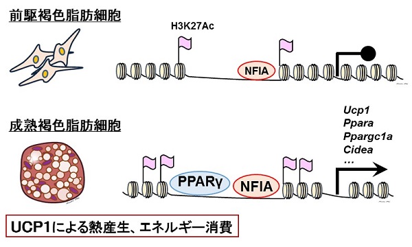 © 2017 Yuta Hiraike and Hironori Waki.本研究で同定された褐色脂肪組織の新規主要制御因子NFIAは、脂肪細胞分化のマスター転写因子PPARγに先行してDNAへ結合し、かつPPARγの結合を促進することで褐色脂肪の遺伝子プログラムを活性化する。