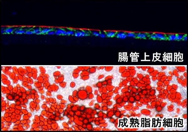 ©  2018 Yu Takahashi.研究グループは、（上） 培養皿上で組織化させた腸の組織様構造体（オルガノイド）より構築した腸管上皮細胞と（下）胚性線維芽細胞より分化させた成熟脂肪細胞を共培養すると、お互いの細胞において炎症反応が惹起されることを明らかにした。炎症反応の最初の引き金を引くのは成熟脂肪細胞側であることが考えられ、続いて、炎症反応を起こした腸管上皮細胞から分泌される液性因子により脂肪細胞に炎症反応が誘導される。このサイクルはポジティブフィードバック（増幅）で進行すると考えられる。
