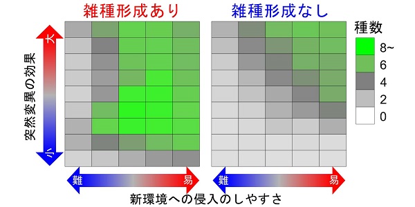シミュレーション結果の要約 © 2018 Kotaro Kagawa.様々な条件の下で、雑種形成が起きる場合と起きない場合の進化シミュレーション結果を比較し、雑種形成が種多様化に及ぼす影響を評価した。縦軸は突然変異の表現型効果の大きさ、横軸は新環境への侵入のしやすさを表す。新環境への侵入が難しい条件では、新環境への侵入に際して特定の全く新しい形質を獲得する必要がある。四角形の色は各条件の下で雑種形成後一万年目までに進化した種数を表す(30回シミュレーションを行った平均値)。