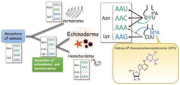 AAA codons reassigned by transfer RNA modifications in echinoderms © 2018 Asuteka Nagao and Tsutomu Suzuki.Scientists believe the AAA codon is unassigned (U.A.)—i.e., a genetic code that is not translated into a specific amino acid—in the common ancestors of echinoderms, including sea urchins and starfish, and hemichordates, which are wormlike marine invertebrates. In echinoderms, the AAA codon was captured by tRNAAsn (with a GΨU anticodon). A modification, ht6A37, prevents tRNALys from misreading AAA as lysine; thus, the AAA codon has switched completely, coding for lysine instead of asparagine.