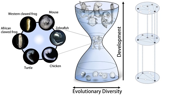 Developmental phase of vertebrates’ basic architecture constrained by gene reusage © 2018 Naoki Irie.Genes involved in the developmental phase of the vertebrates' basic architecture also contribute to other developmental processes. The current study reveals that this repeated recruitment of the same genetic system may have constrained the evolutionary diversification of the vertebrates' basic architecture.