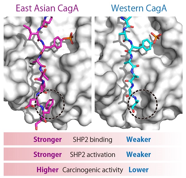 © 2018 Hatakeyama Lab.The illustration represents the three-dimensional structures of East Asian CagA (in magenta, left) and Western CagA (in cyan, right) complexed with SHP2 (gray, molecular surface representation model) that were determined in the study. The distinct structural difference between the two CagA molecules arising from a single amino acid variation (dashed circle) influences the activity of CagA to bind and deregulate SHP2, and thereby induce carcinogenesis.