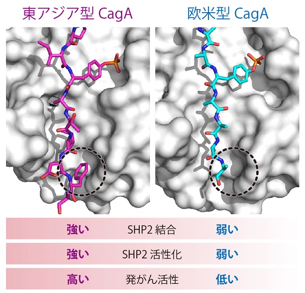 © 2018 畠山研究室SHP2（グレーの分子表面描画モデル）に結合した東アジア型CagA（マゼンタ、左）と欧米型CagA（シアン、右）の立体構造を解明した。黒色の点線で囲った部位において1つの異なるアミノ酸の構造がCagAのSHP2結合に影響を与えSHP2の活性化を左右する結果、発がん活性の強さに違いを生じる。