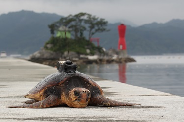 Bio-logging helps scientists uncover sea of knowledge | The University of Tokyo