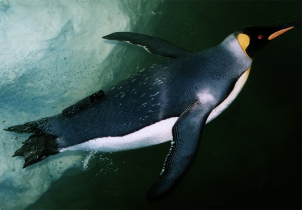 Bio-logging has found that penguins stop their flipper movements halfway through their ascent to the sea surface but still continue their graceful glide upward.  © 2018 Katsufumi Sato.