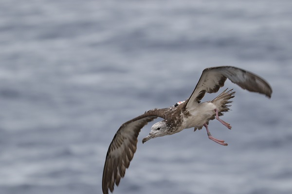 A logger-mounted streaked shearwater is seen off the coast of the Tohoku region in northern Japan in 2016. © 2018 Yusuke Goto.