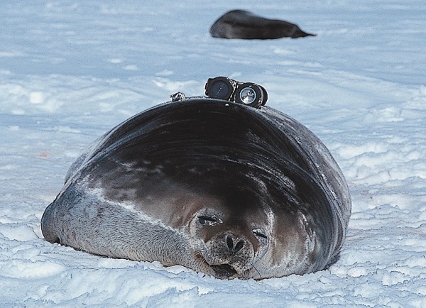 A Weddell seal is seen at the Showa Station in Antarctica in 1999. © 2018 Katsufumi Sato.