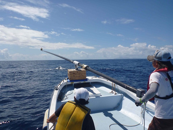2012年、データロガーを装着しようと小笠原諸島でクジラに近づく青木かがり先生。CREDIT: 2018 Kagari Aoki. 