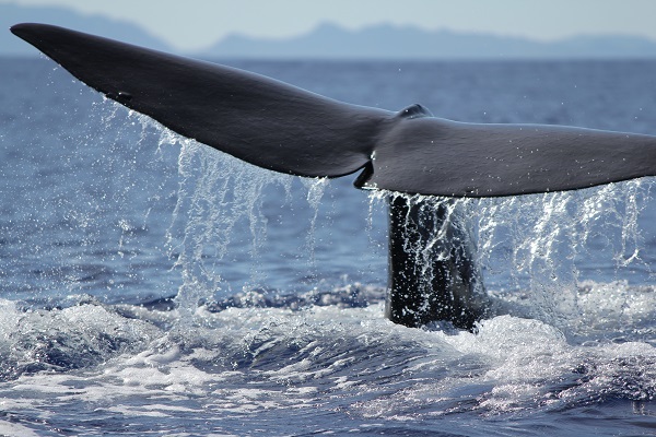 尾びれを海上に見せるマッコウクジラ。2006年、熊野灘沖にて。CREDIT: 2018 Kagari Aoki. 