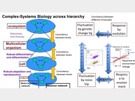 Complex-systems Biology, Kunihiko Kaneko, Director/Professor, Graduate School of Arts and Sciences