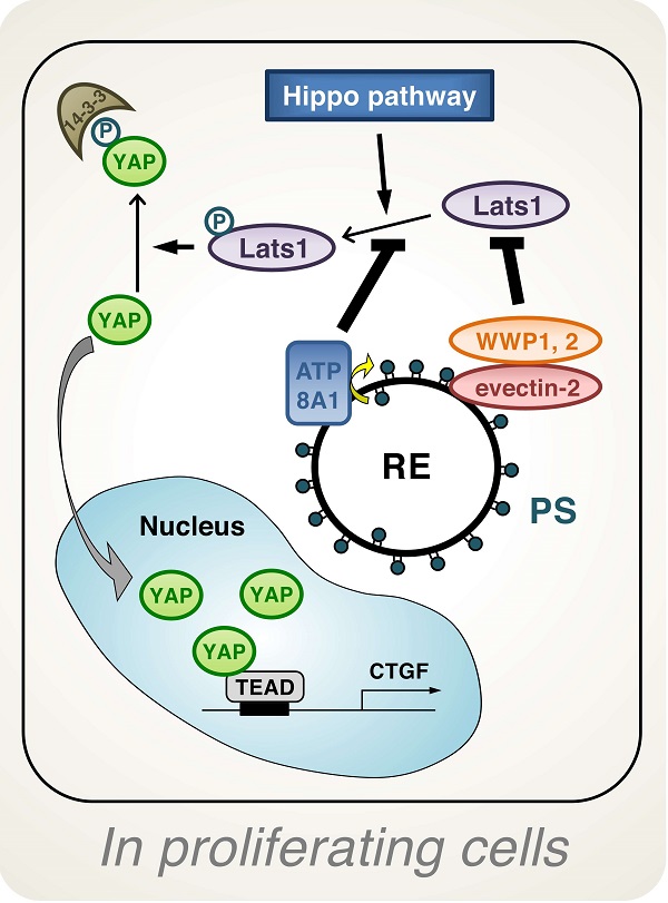 Endosomal phosphatdylserine is essential for YAP signaling © 2018 Tatsuyuki Matsudaira, Kojiro Mukai.Phosphatidylserine (PS) in the inner layer (cytosolic leaflet) of lipid bilayer membranes of the recycling endosome (RE) regulates YAP activation in proliferating cells. By using a new method to find proteins nearest to phosphatidylserine, YAP and multiple proteins related to YAP signaling were identified. Knockdown of ATP8A1—an enzyme that transfers, or “flips,” lipids from the outer layer of the membrane's lipid bilayer to the inner layer—or evectin-2, a recycling endosome-resident protein, and masking of phosphatidylserine in the cytoplasmic leaflet of membranes, all suppress nuclear localization of YAP and YAP-dependent transcription. ATP8A1 knockdown increases the phosphorylated (activated) form of an enzyme called Lats1 that phosphorylates and inactivates YAP, whereas evectin-2 knockdown reduces the attachment of a protein called ubiquitin and increases the level of Lats1. The proliferation of YAP-dependent metastatic cancer cells is suppressed by the knockdown of ATP8A1 or evectin-2.