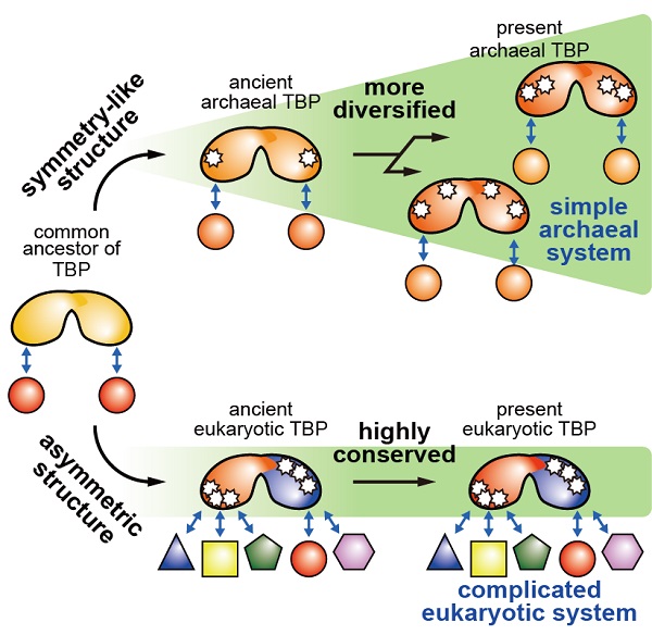 Mechanism giving rise to complexity of eukaryotic transcription initiation system © 2018 Eiryo Kawakami, Naruhiko Adachi, Toshiya Senda and Masami Horikoshi.At present, nearly all studies on the mechanisms of biological phenomena focus on existing organisms. This study looks at the mechanism that gave rise to the complexity of eukaryotic transcription initiation systems when eukaryotic cells emerged from archaea about 2.5 billion years ago.