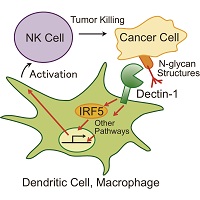 自然免疫系によるがん細胞の認識・排除の新しい仕組み                                 自然免疫受容体による認識と排除機構