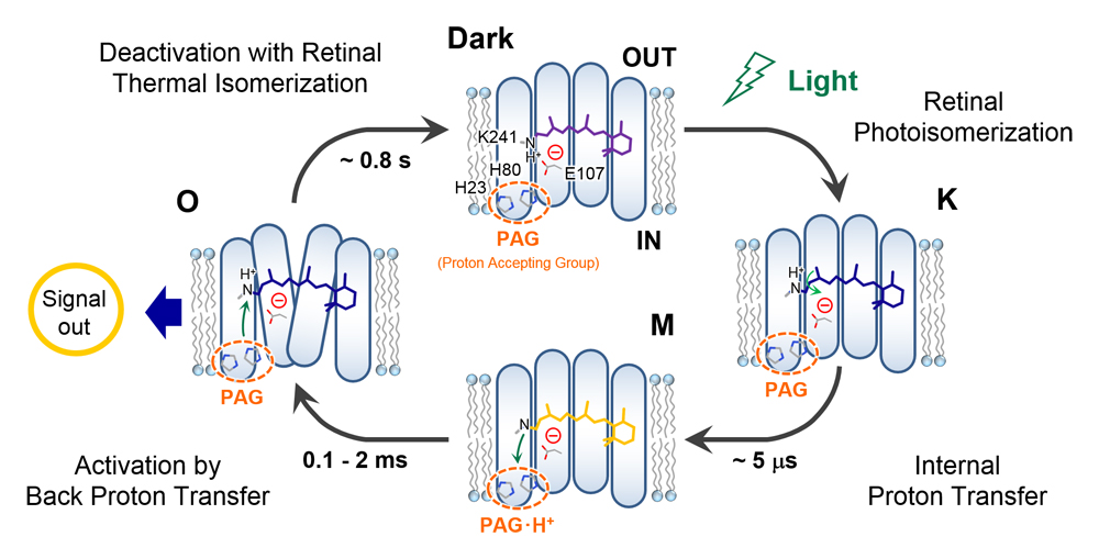 The photo-reaction cycle of heliorhodopsin