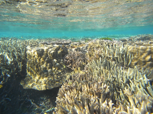 2010 photo of Great Barrier Reef coral