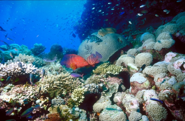 2010 photo of Great Barrier Reef coral and fish