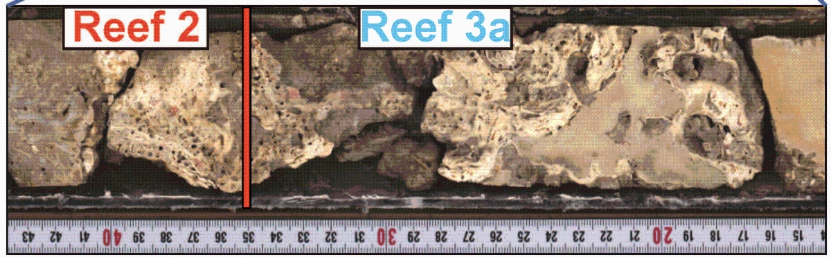 Figure of ancient Great Barrier Reef coral samples collected in 2010
