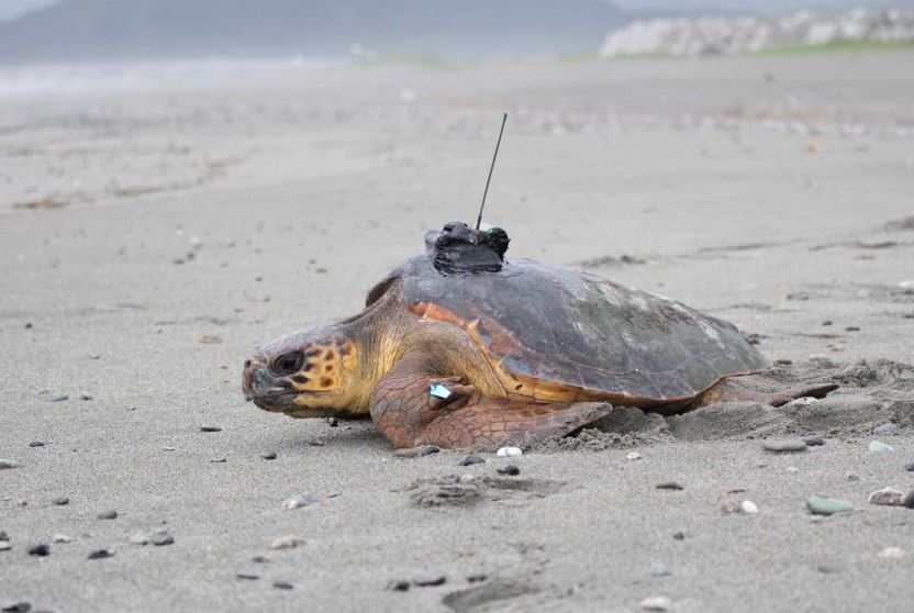 Pacific loggerhead sea turtle with bio-logging device on its back