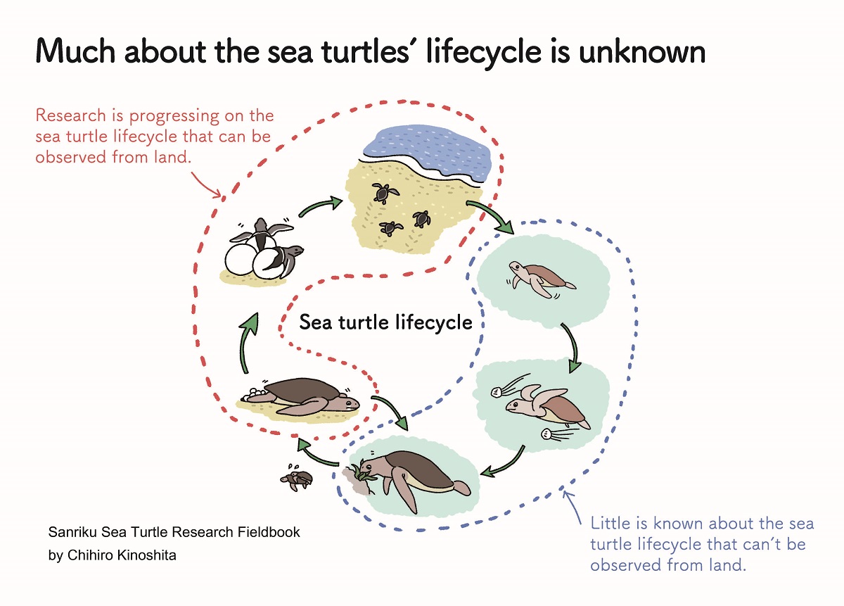 Scientific cartoon explaining current state of scientific understanding of sea turtle life cycle