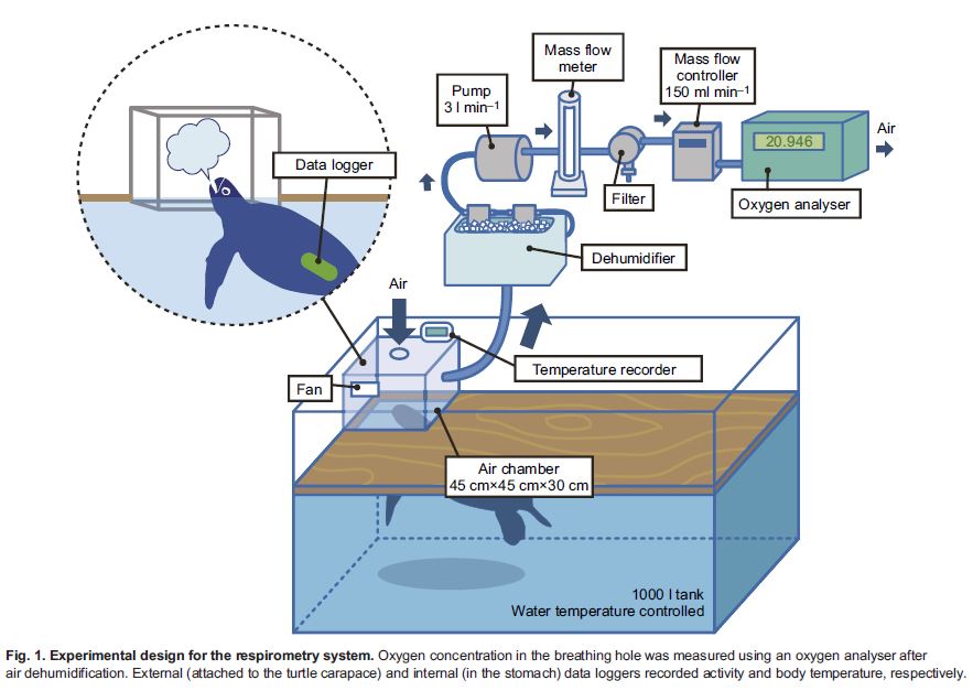 Scientific illustration of laboratory equipment used to measuring turtle metabolism