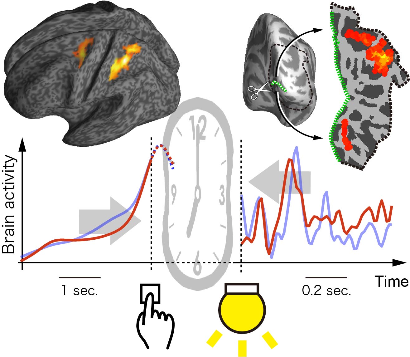 Illustration of brain mechanisms underlying time compression between action and its outcome