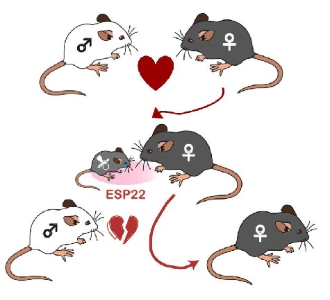 Cartoon representation of the research paper involving juvenile and adult mice