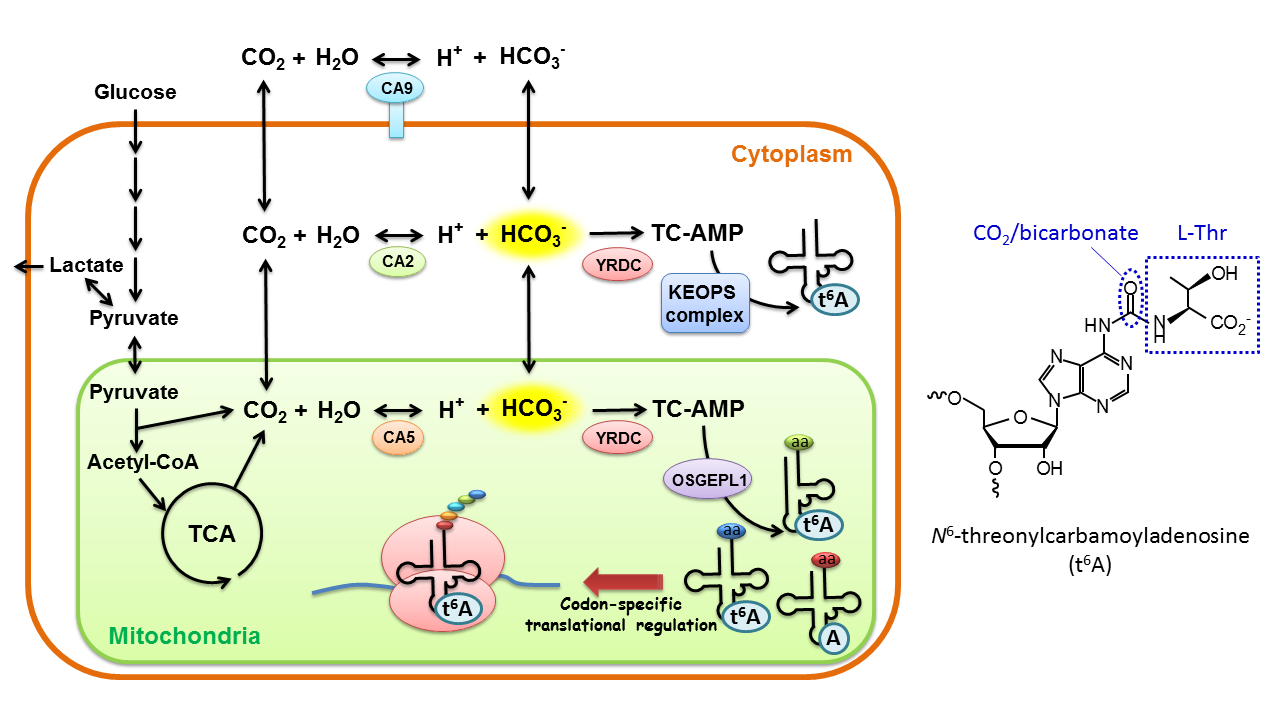 CO2 metabolism and t6A modification